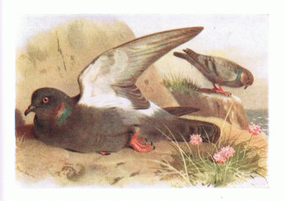 Rotsduif, uit Birds of the British Isles and Their Eggs gepubliceerd door Frederick Warne & Co Ltd, 1958 door Archibald Thorburn