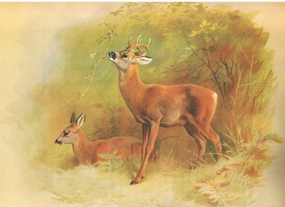 Ree, uit Thorburns Zoogdieren gepubliceerd door Longmans and Co, ca. 1920 door Archibald Thorburn