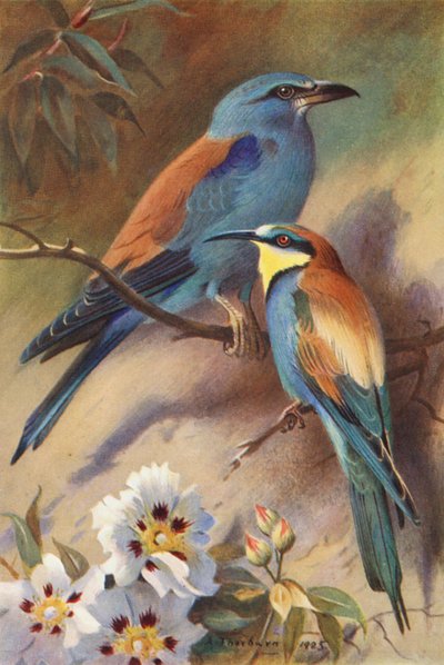 Scharrelaar, Bijeneter door Archibald Thorburn