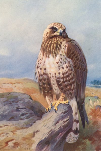 Ruigpootbuizerd door Archibald Thorburn