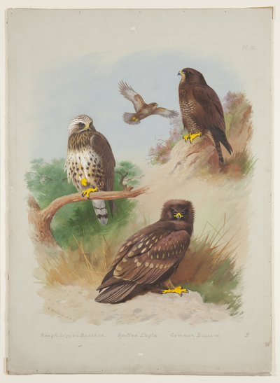 Ruigpootbuizerd, steenarend en gewone buizerd, ca. 1915 (aquarel & lichaamkleur met Arabische gom over potlood op karton) door Archibald Thorburn