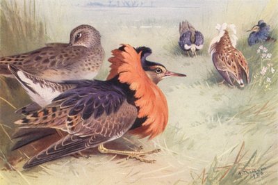 Ruff (vier soorten mannetjes en vrouwtje) door Archibald Thorburn