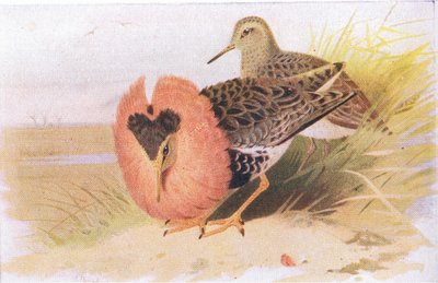 Kemphanen, uit Birds of the British Isles and Their Eggs gepubliceerd door Frederick Warne & Co Ltd, 1958 door Archibald Thorburn