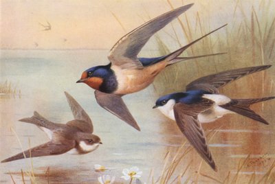 Oeverzwaluw, Zwaluw, Huiszwaluw door Archibald Thorburn