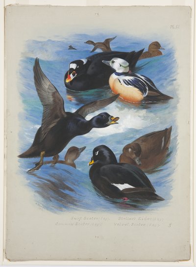 Zwarte zee-eenden en Stellers eider, ca. 1915 door Archibald Thorburn