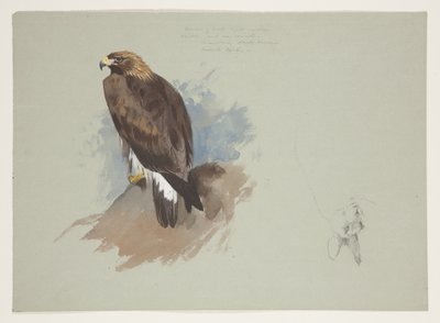 Zeearend en potloodschets van konijn, c.1915 door Archibald Thorburn