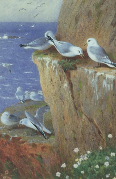 Meeuwen door Archibald Thorburn