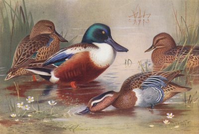 Slobeend (mannetje en vrouwtje), Zomertaling (mannetje en vrouwtje) door Archibald Thorburn