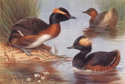Slavische Fuut, Dodaars, Geoorde Fuut door Archibald Thorburn