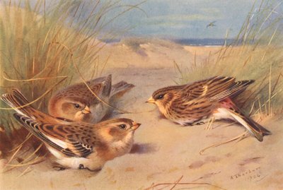 Sneeuwgors (winter), Frater door Archibald Thorburn