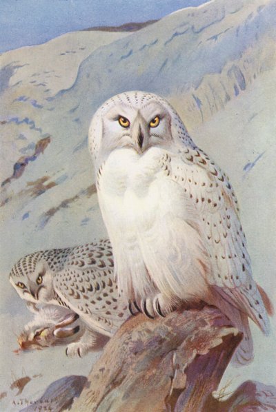 Sneeuwuil door Archibald Thorburn