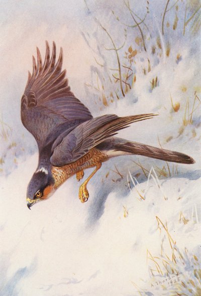 Sperwer (volwassen mannetje) door Archibald Thorburn