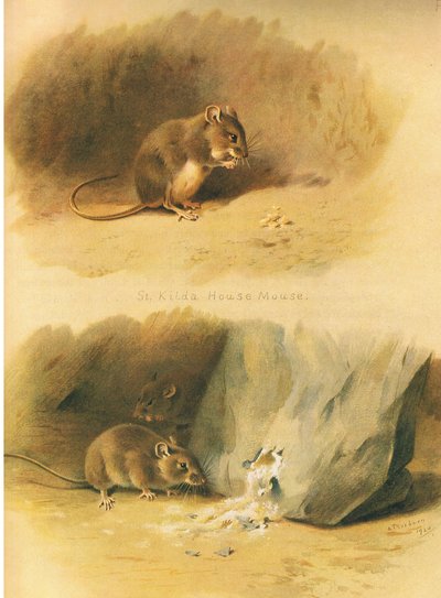 St Kilda huismuis en gewone muis, uit Thorburns Zoogdieren gepubliceerd door Longmans and Co, ca. 1920 door Archibald Thorburn