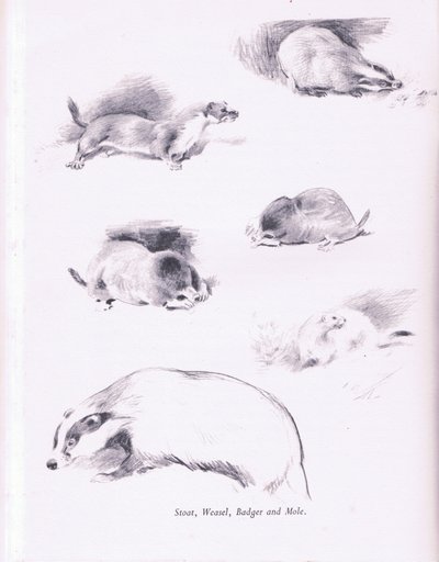 Hermelijn, Wezel, Das en Mol door Archibald Thorburn