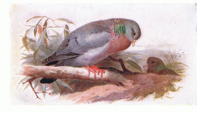 Holenduif, uit Birds of the British Isles and Their Eggs gepubliceerd door Frederick Warne & Co Ltd, 1958 door Archibald Thorburn