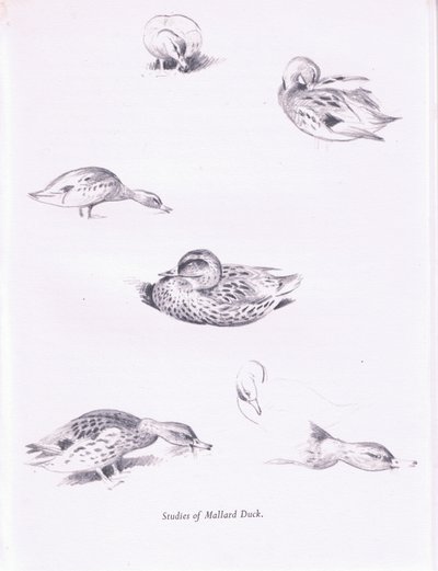 Studies van Wilde Eenden door Archibald Thorburn