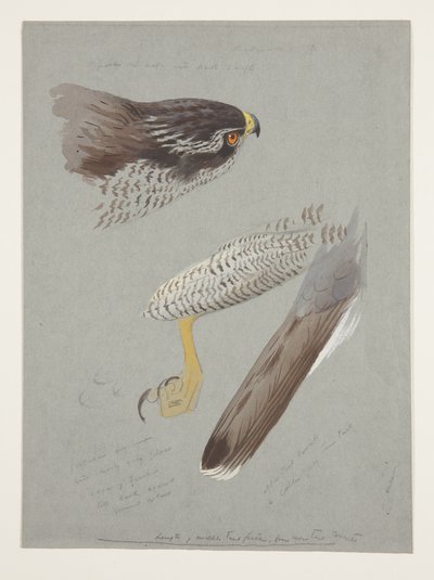 Studies van kop, voet en vleugel van mannelijke havik, c.1915 door Archibald Thorburn