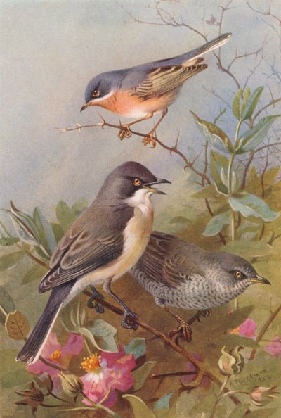 Subalpiene Zanger, Orpheus Zanger, Gestreepte Zanger door Archibald Thorburn
