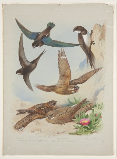 Swift, ca. 1915 door Archibald Thorburn
