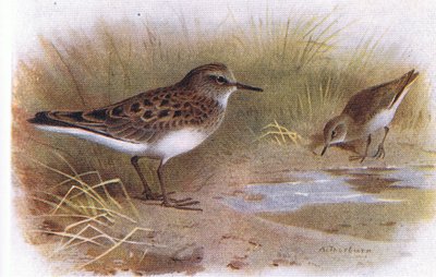 Temmincks Strandloper, uit Birds of the British Isles and Their Eggs gepubliceerd door Frederick Warne & Co Ltd, 1958 door Archibald Thorburn