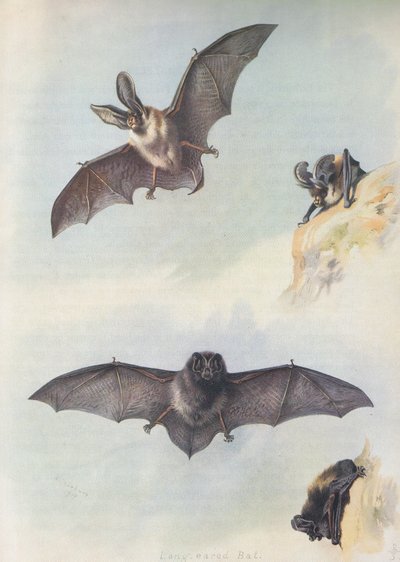 De Barbastelle door Archibald Thorburn