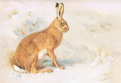 De haas, uit Thorburns Zoogdieren gepubliceerd door Longmans and Co, ca. 1920 door Archibald Thorburn