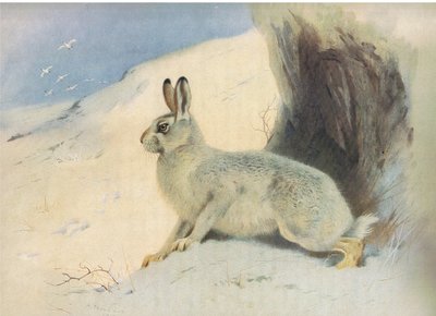 De berghaas in de winter, uit Thorburns Zoogdieren gepubliceerd door Longmans and Co, ca. 1920 door Archibald Thorburn