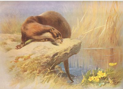 De otter, uit Thorburns Zoogdieren gepubliceerd door Longmans en Co, ca. 1920 door Archibald Thorburn