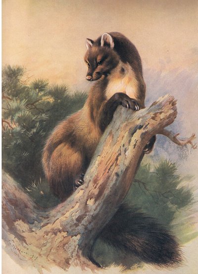 De boommarter, uit Thorburns Zoogdieren gepubliceerd door Longmans and Co, ca. 1920 door Archibald Thorburn
