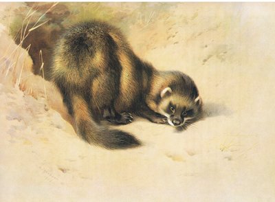 De bunzing, uit Thorburns zoogdieren gepubliceerd door Longmans en Co, ca. 1920 door Archibald Thorburn