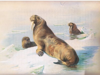 De walrus, uit Thorburns Zoogdieren gepubliceerd door Longmans and Co, ca. 1920 door Archibald Thorburn