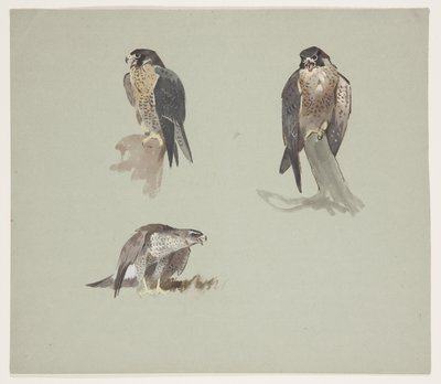 Drie kleurenschetsen van een mannelijke slechtvalk, ca. 1915 door Archibald Thorburn