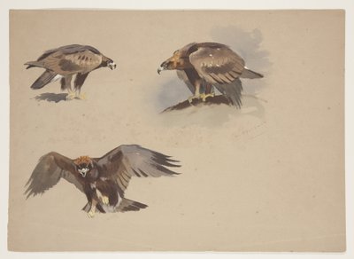 Drie kleine schetsen van een steenarend, ca. 1915 door Archibald Thorburn