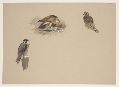 Drie kleine vignetten van slechtvalk en 2 andere roofvogels, c.1915 door Archibald Thorburn