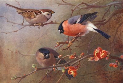 Ringmus, Goudvink (mannetje en vrouwtje) door Archibald Thorburn