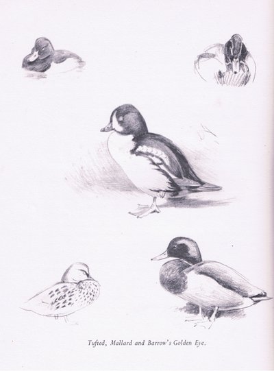 Kuifeenden, Wilde Eenden, Barrows Brilduiker door Archibald Thorburn