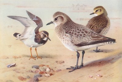 Steenloper (winter), Zilverplevier (winter), Goudplevier (winter) door Archibald Thorburn