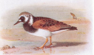 Steenloper, uit Birds of the British Isles and Their Eggs gepubliceerd door Frederick Warne & Co Ltd, 1958 door Archibald Thorburn