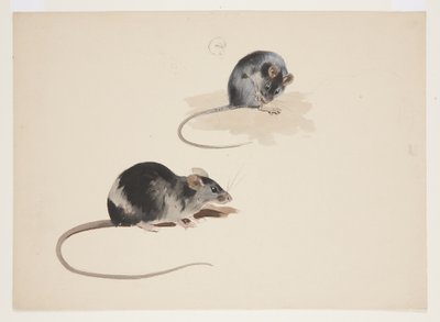 Twee studies van zwarte rat, c.1915 door Archibald Thorburn