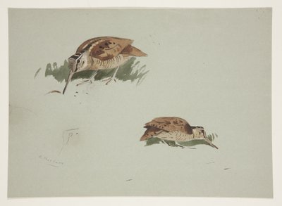 Twee vignetten van houtsnip, c.1915 door Archibald Thorburn