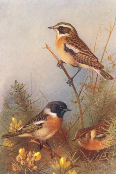 Roodborsttapuit, zwartkop (mannetje en vrouwtje) (kleur litho) door Archibald Thorburn