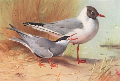 Baardstern, Zwartkopmeeuw (zomer) door Archibald Thorburn