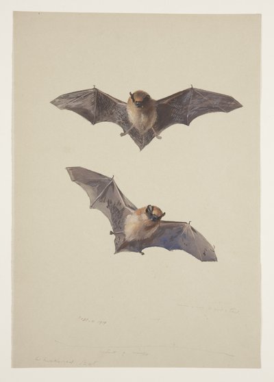Baardvleermuis, c.1915 door Archibald Thorburn