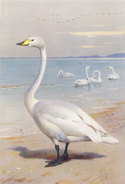 Wilde zwaan door Archibald Thorburn