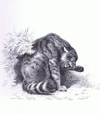 Wilde kat, uitgegeven door Book Club Associates door Archibald Thorburn