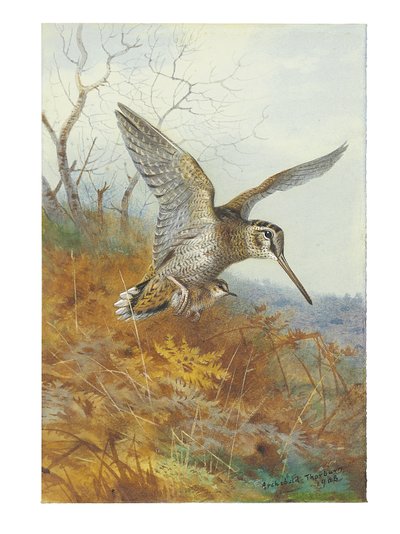 Houtsnip en Jong door Archibald Thorburn