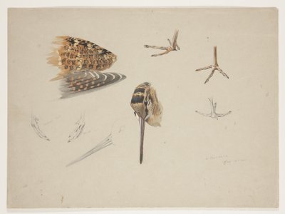 Houtsnip snavel, voeten en vleugel, c.1915 door Archibald Thorburn