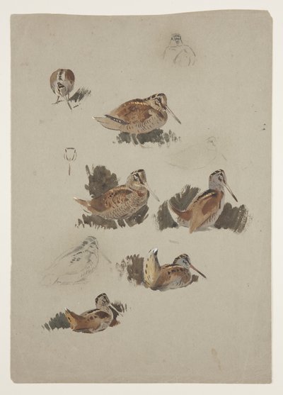 Houtsnip, c.1915 door Archibald Thorburn