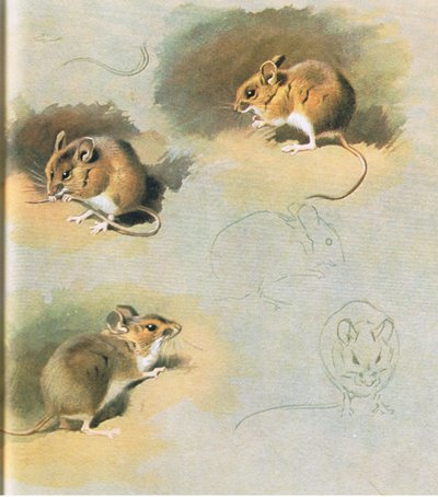 Bosmuis, uitgegeven door Book Club Associates, 1972 door Archibald Thorburn