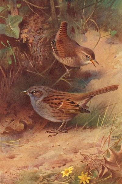Winterkoning, Heggenmus door Archibald Thorburn